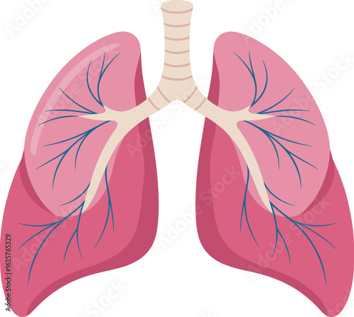 Pulmonary system anatomy illustration, showing human lungs and bronchial tree, perfect for medical, health, and educational content