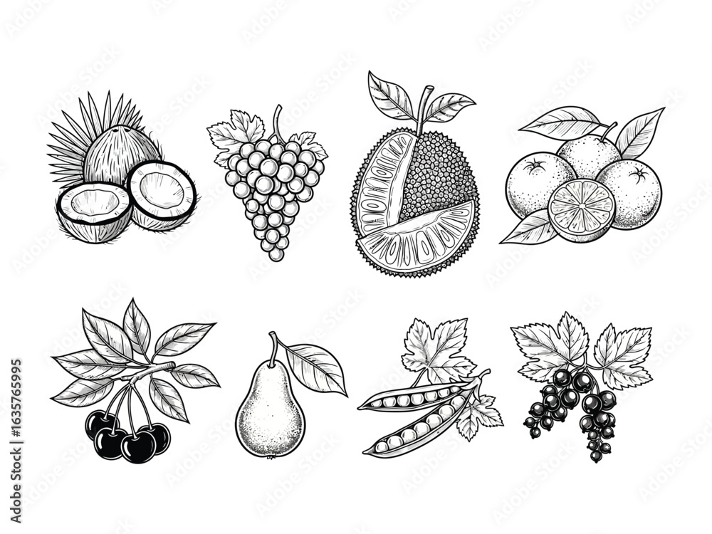 Fototapeta premium Orchard's Bounty: A hand-drawn display of tropical and temperate fruits including coconut, grapes, jackfruit, oranges, cherries, pear, pea, and currant.