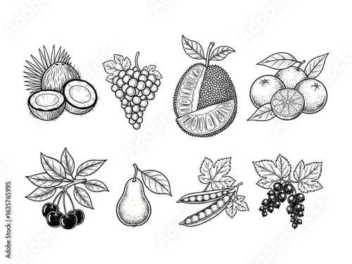 Orchard's Bounty: A hand-drawn display of tropical and temperate fruits including coconut, grapes, jackfruit, oranges, cherries, pear, pea, and currant.