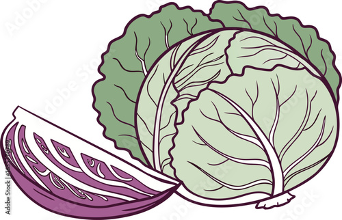 Original Natural Colored Cabbage Illustration. Realistic Purple and Green Cabbage Design. Fresh Cabbage Vegetable Graphic. Natural Color Cabbage Drawing. Organic Cabbage with Leaves Artwork
