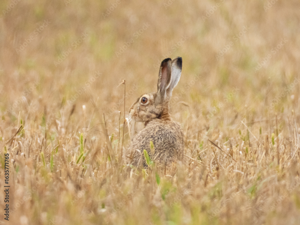 Fototapeta premium Zając 