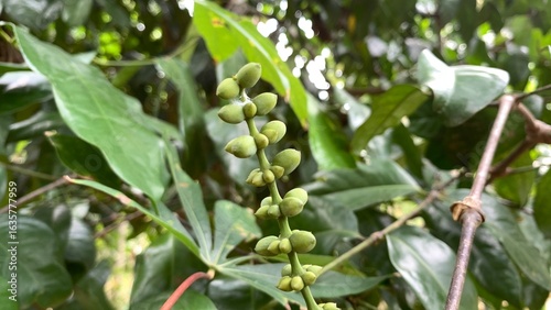 various types of plants in the forest