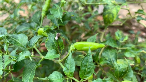 various types of plants in the forest