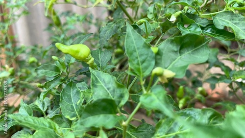 various types of plants in the forest