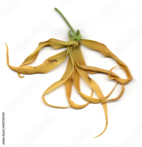 Dried ylang-ylang flower, delicate and yellow. Withered ylang-ylang blossom, isolated on white.