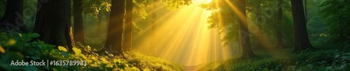 Golden sunlight dappling through the leaves of a lush forest, creating a magical, ethereal atmosphere Perfect for nature, fantasy, and serenity themes , sunlight, canopy, environment