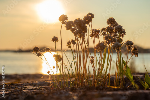 Photos Pink Sea Thrift flowers blooming on coastal rocks in the Finnish archipelago on a sunset
