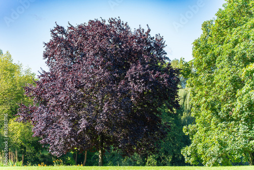 Copper Beech in Focus. The majestic copper beech with deep purple foliage takes center stage. Surrounded by a green canopy, it stands out in color.