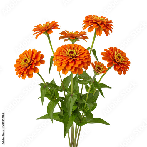 Billede på lærred Vibrant orange zinnia flowers isolated on transparent background