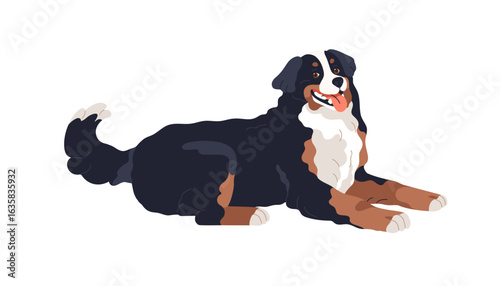 Bernese dog lying down. Cute big furry canine animal, happy doggy pet, Swiss breed with shaggy coat, fur. Sheepdog, large shepherd puppy. Flat vector illustration isolated on white background