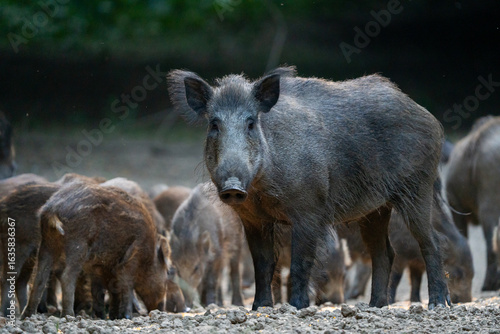 Vigilant mother wild boar with piglets