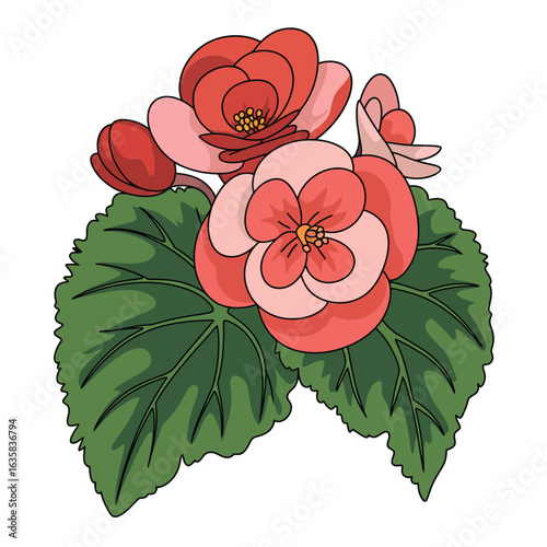 Vibrant coral begonia flowers with lush green leaves illustration