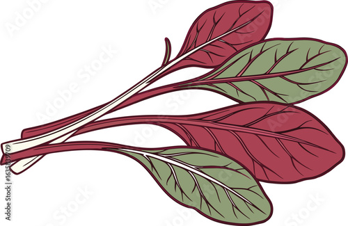 Fresh Red Spinach Leaves Illustration for Healthy Food and Nutrition Projects. Organic Red Spinach Plant Artwork Isolated on Clean White Background. Realistic Red Spinach Leaf Drawing for Botanical
