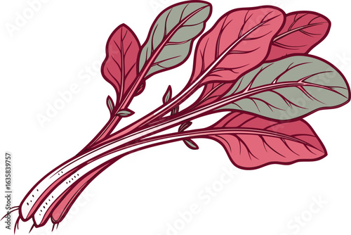Fresh Red Spinach Leaves Illustration for Healthy Food and Nutrition Projects. Organic Red Spinach Plant Artwork Isolated on Clean White Background. Realistic Red Spinach Leaf Drawing for Botanical