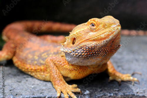 Bearded dragon lizard on Natural Habitat ,(Pogona vitticeps), Australian Bearded Dragon,Close up photo of bearded dragon eating vegetables and worm