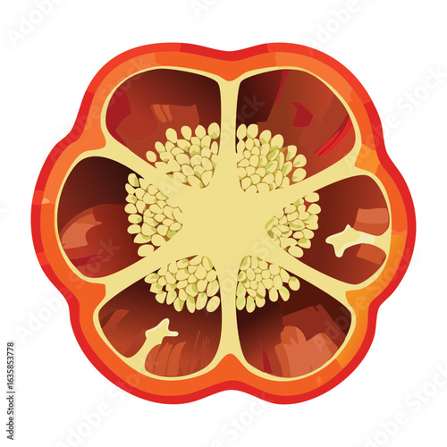 Red Bell Pepper Vegetable Cross Section - Vector Illustration