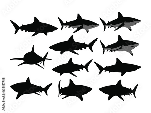 Shark Silhouette: A detailed display of sharks in diverse silhouettes, revealing the elegant forms of the ocean predators against a minimalist background. 