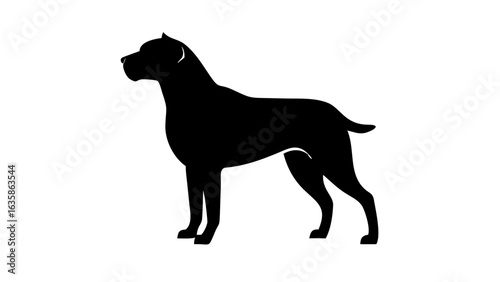 Silhouette of a standing cane corso dog with a muscular build and short tail in a side profile view
