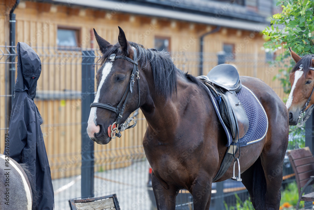 Fototapeta premium Horse with a saddle on a rural background