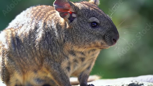Close-up Profile of an Adorable Rock Hyrax (Dassie) Resting in its Natural Habitat, Capturing its Unique Fur and Gentle Expression
