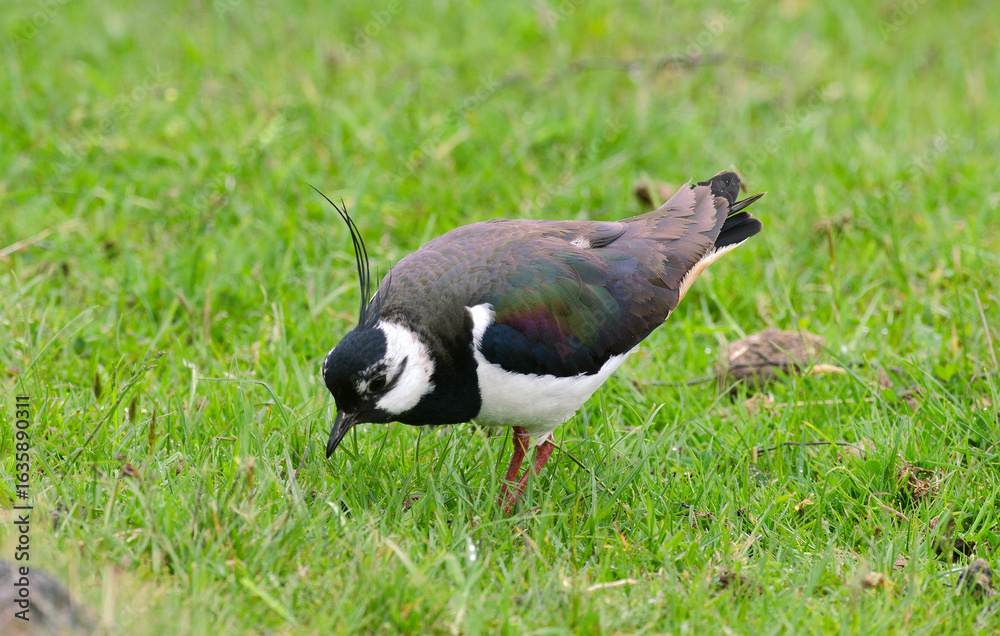 Obraz premium Vanneau huppé, Vanellus vanellus, Northern Lapwing