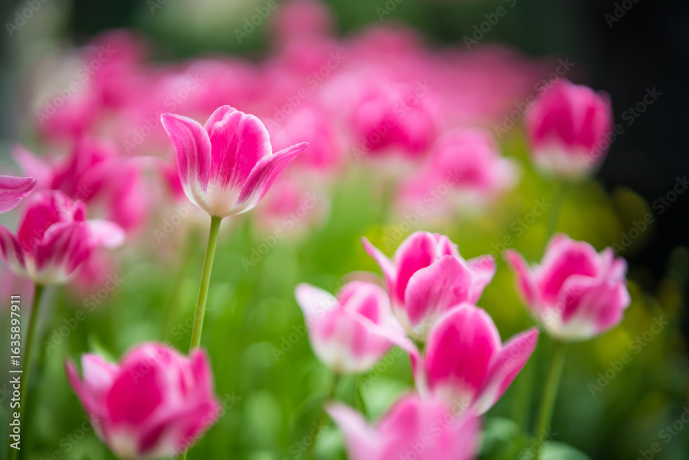 Field of vibrant pink tulips in full bloom with blurred background creating a dreamy and colorful garden scene Field of vibrant pink tulips in full bloom with blurred background creating a dreamy and colorful garden scene