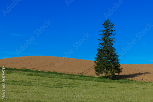 北海道美瑛2025夏-クリスマスツリーの木-02