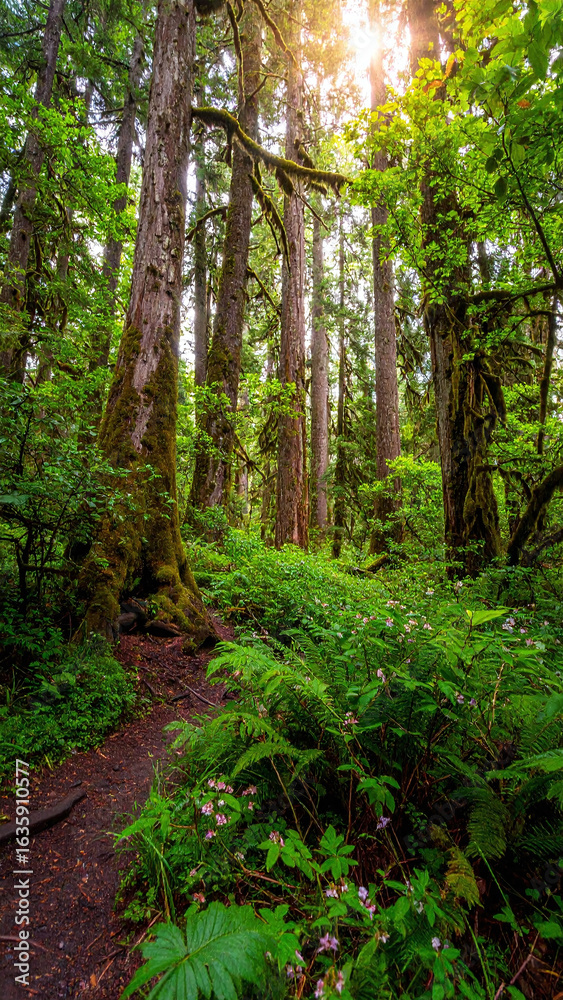 Fototapeta premium Golden rays breaking through tall forest canopy lighting up vibrant green plants in early morning