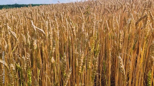 Field of growing wheat, unripe and unripe, harvest time and grain