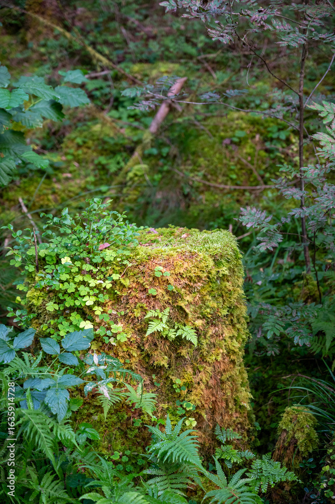 Fototapeta premium Tree stump covered in greens in forest