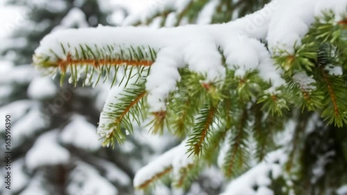 Winter Wonderland: A Snow-Covered Pine Branch