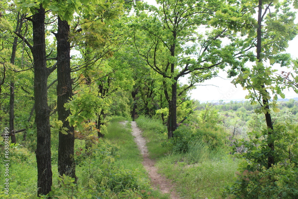 Fototapeta premium Oak Grove in Natural Forest – Scenic Landscape Photography