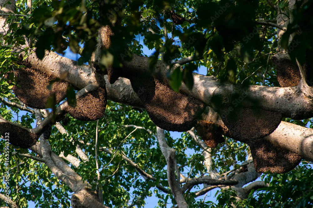 Fototapeta premium Several honey bee hives are seen hanging on the tree branches