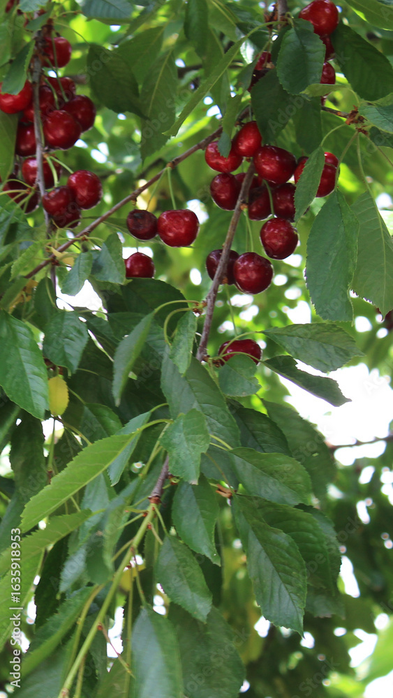 Fototapeta premium Cherry on the tree
