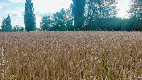 Field of growing wheat, unripe and unripe, harvest time and grain