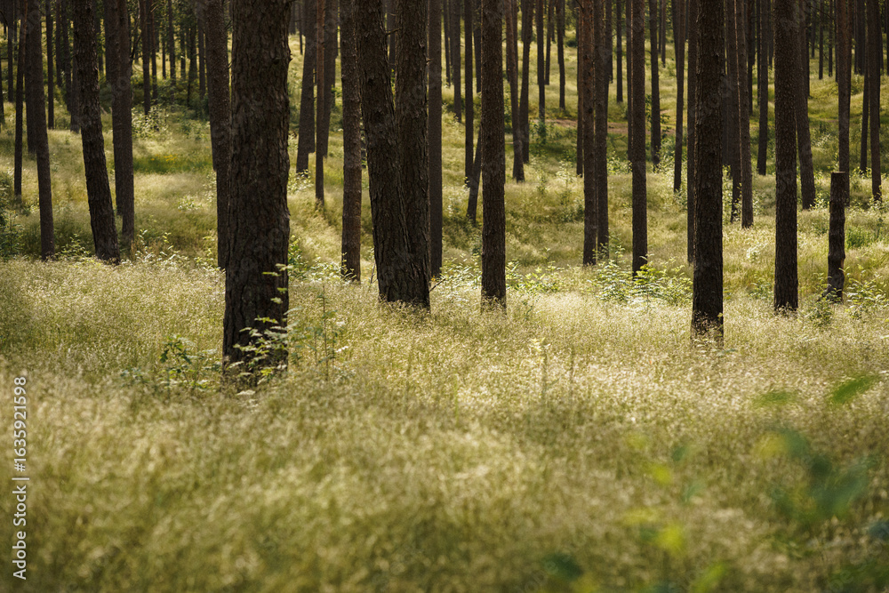 Fototapeta premium path in the woods