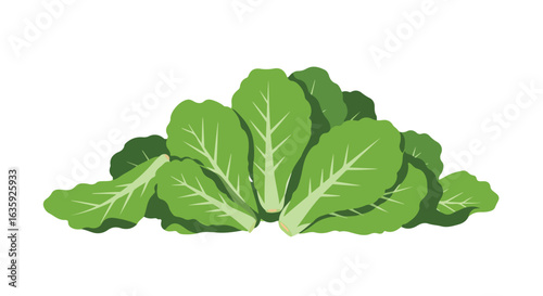 Bunch of fresh, green romaine lettuce with white stems, isolated on white background