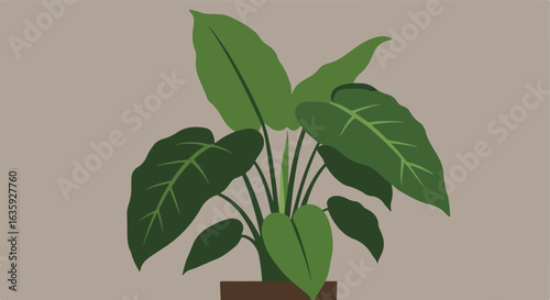 Houseplant in pot, large green leaves, tall stems against muted background