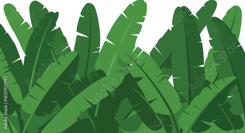 Tropical foliage, lush green banana leaves. Patterned, layered texture. Minimalist