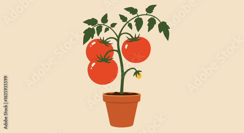 Potted tomato plant bearing ripe red fruits, green leaves, on a beige background