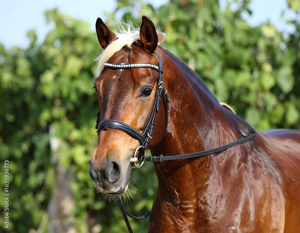 Obraz premium Brown horse head in bridle