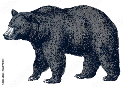 Black bear silhouette, a wild predator mammal isolated on a transparent background