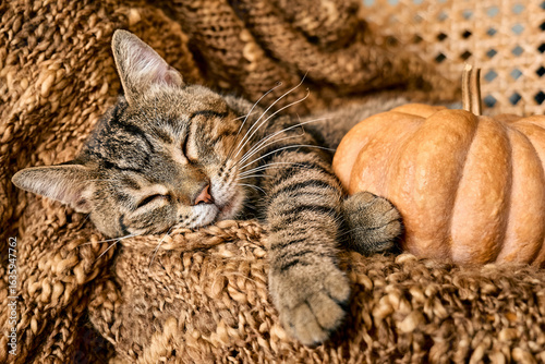 Tabby cat sleeping hugging with pumpkin on wicker chair on woolen blanket. Fall mood, autumn vibes. Thanksgiving day.