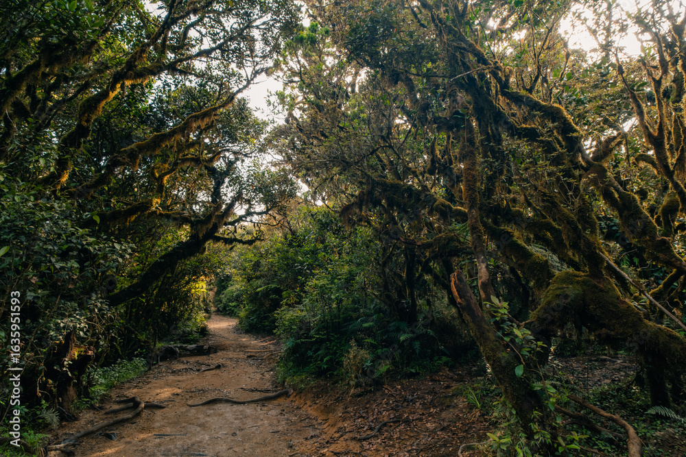 Naklejka premium rainforest near mount pulag, Philippines