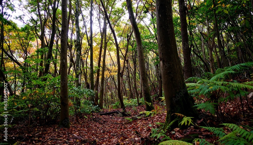 Fototapeta premium Lush autumn forest path
