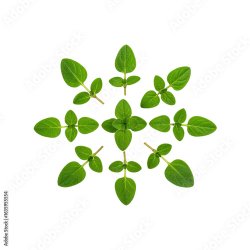 Fresh green herbs arranged in a symmetrical pattern on a white background showcasing their vibrant color and texture