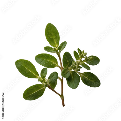 Fresh oregano branch with vibrant green leaves displaying natural texture and richness under bright lighting
