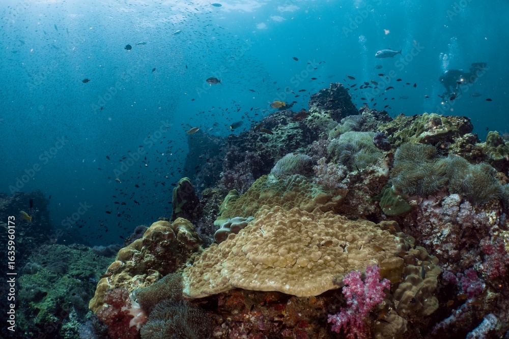 Fototapeta premium Scuba divers explore a vibrant coral reef teeming with marine life.