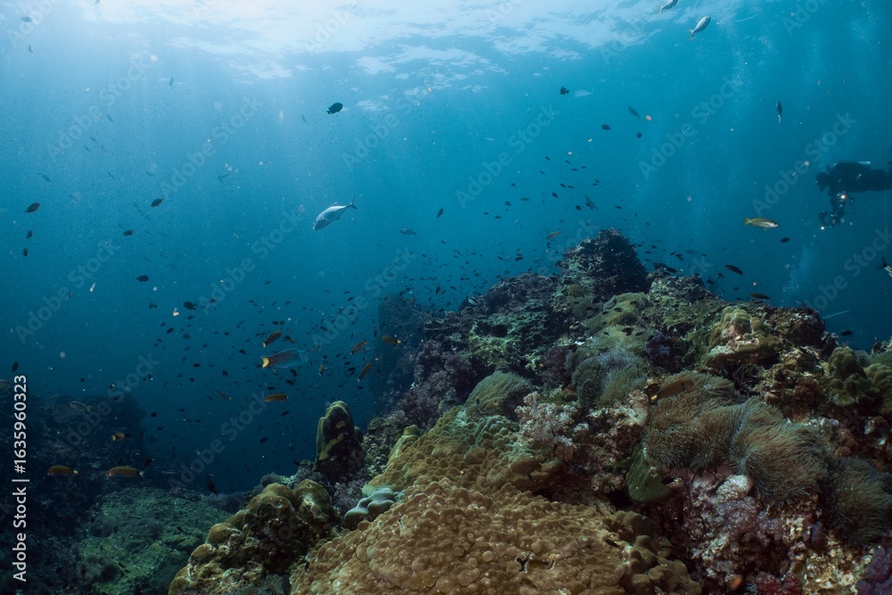 Fototapeta premium Diver explores a vibrant coral reef teeming with marine life.