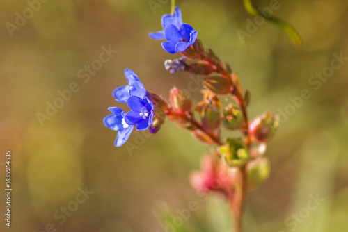 Wallpaper Mural Summer Lake Landscape with Green Grass and Blue Sky Torontodigital.ca